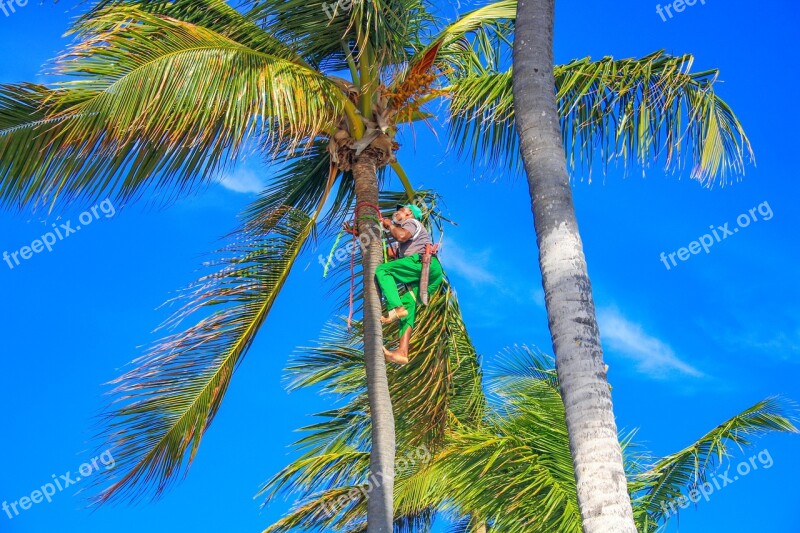 Dominican Republic Palm Trees Machete Work Tropics