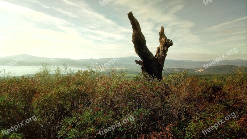 Bushes Tree Nature Scrub Wood