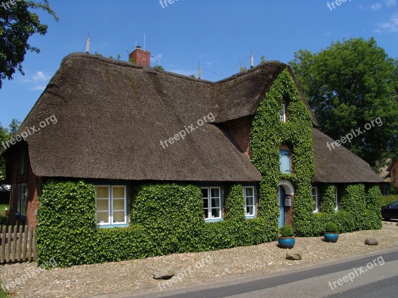 House Reed Roof Thatched Roof Thatched