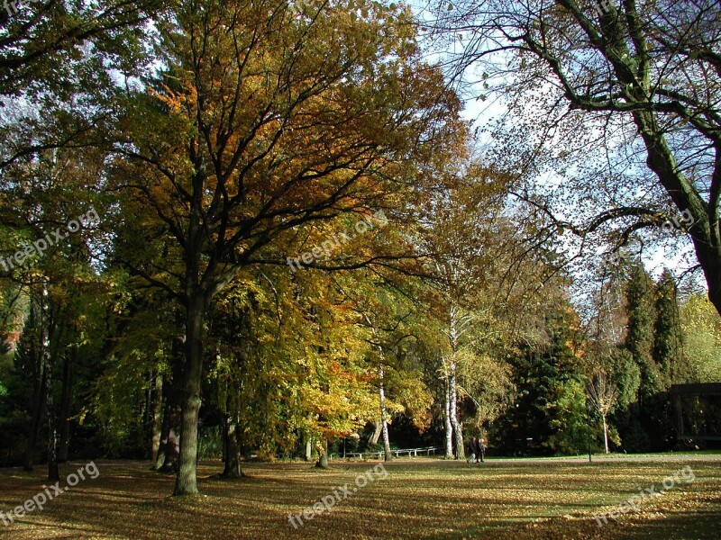 Autumn Nature Mood Golden Autumn Leaves