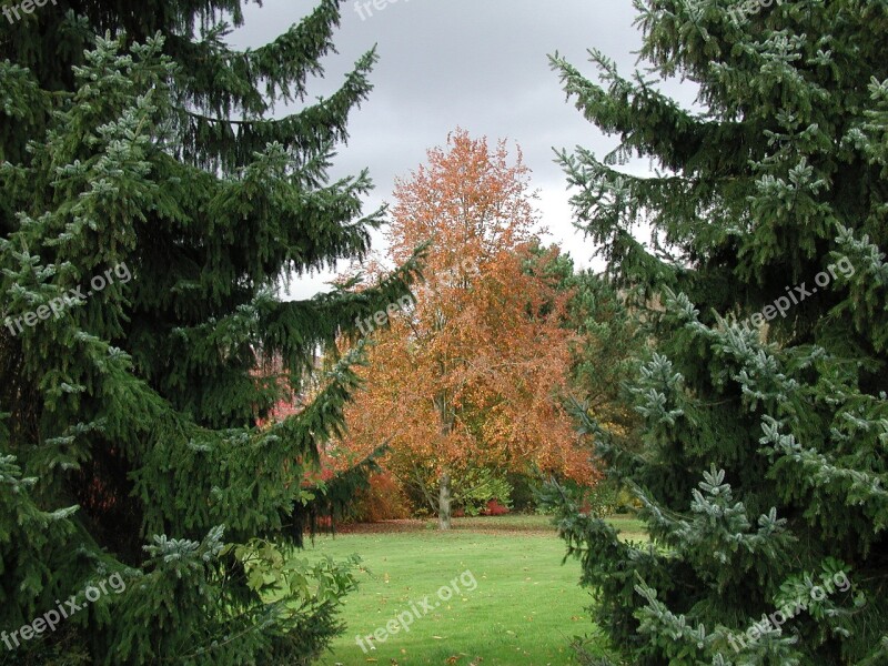 Autumn Nature Mood Golden Autumn Leaves