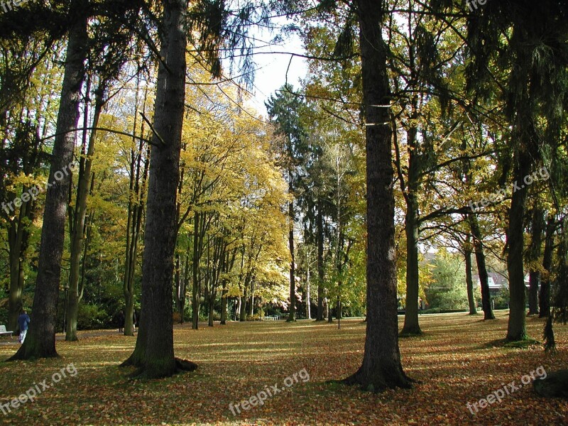 Autumn Nature Mood Golden Autumn Leaves