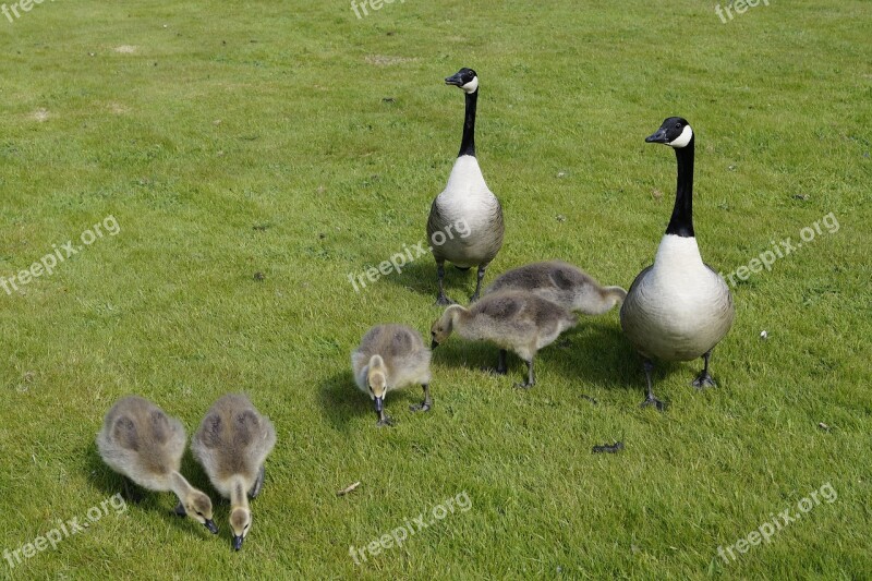 Goose Wild Geese Water Bird Meadow Poultry