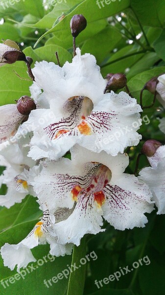 Flower White Flower Beautiful Flower Bloom Closeup