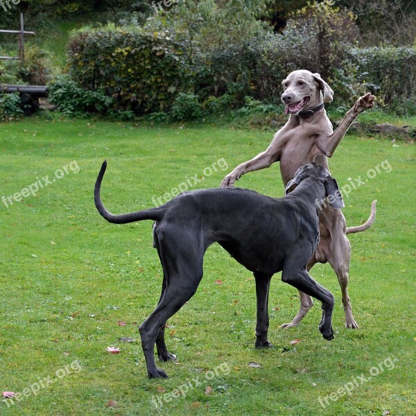 Hande Hoch Weimaraner Great Dane Free Photos