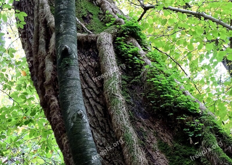 Forest Tree Shamrocks Klee Nature