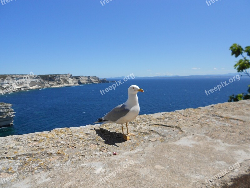 Seagull Corsican Holiday Sea Free Photos