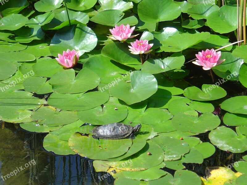 Water Lilies Pond Turtle Lake Rose Pink Water Lily