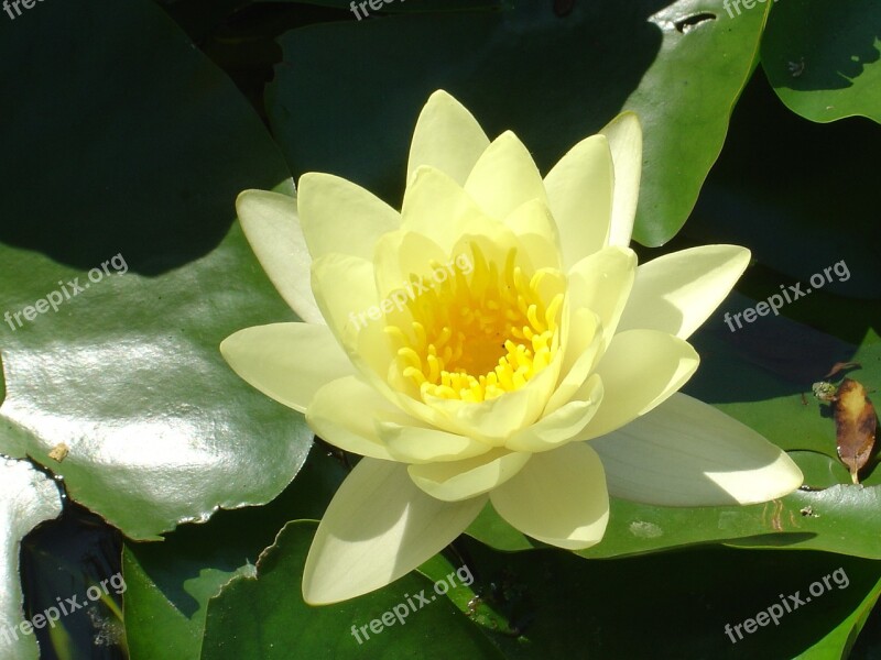 Water Lily Pond Aquatic Plant Lake Rose Yellow Water Lily