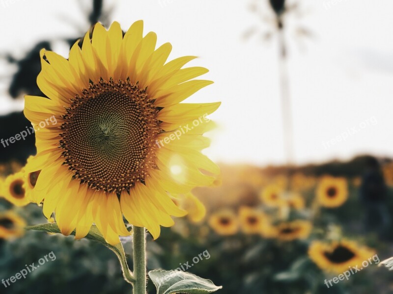 Sunflower Sunflowers Flower Yellow Flower Free Photos