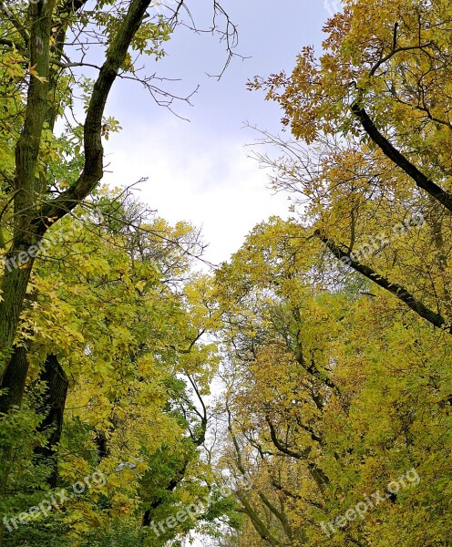 Autumn Tree Yellow Foliage Street