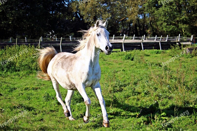 Horse Mold Gallop Thoroughbred Arabian Pasture