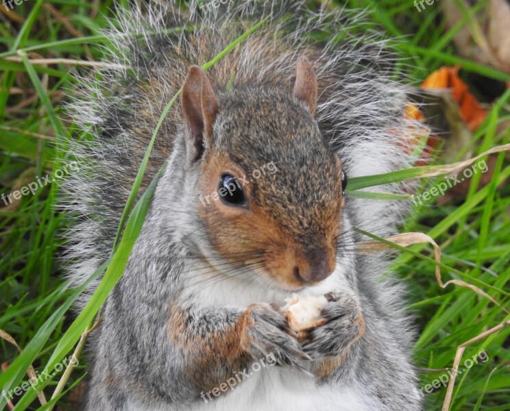 Squirrel Animal Nature Wild Cute