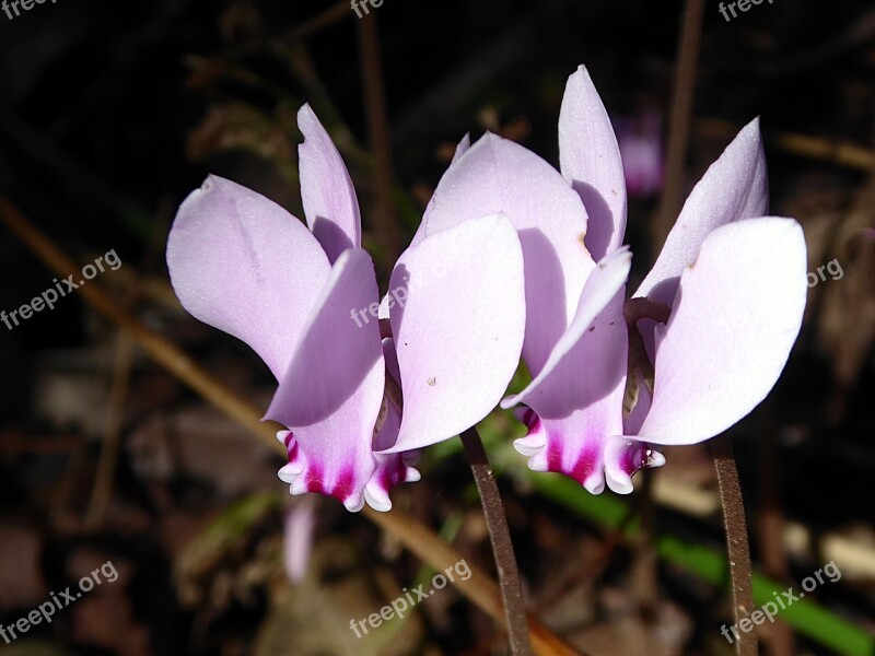 Cyclamen Flower Pink Fall Primulacées