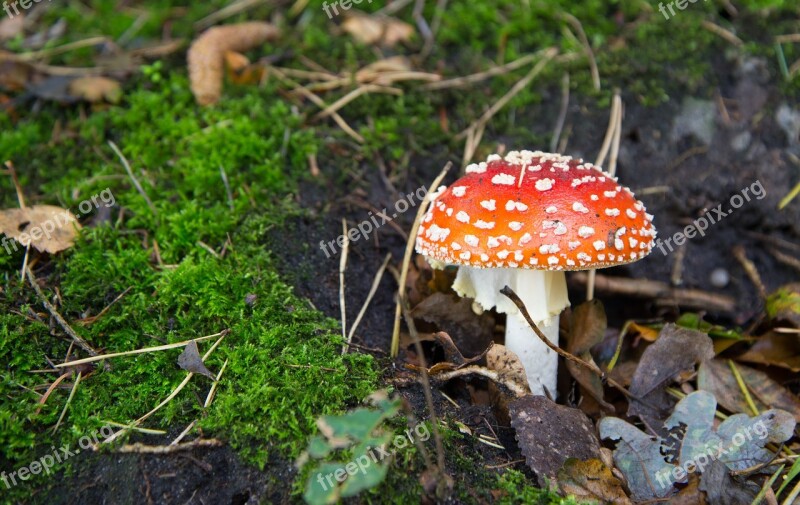 Fly Agaric Mushroom Red With White Dots Forest Autumn