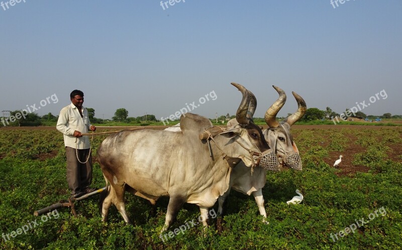 Bullock Ox Plough Furrowing Cattle