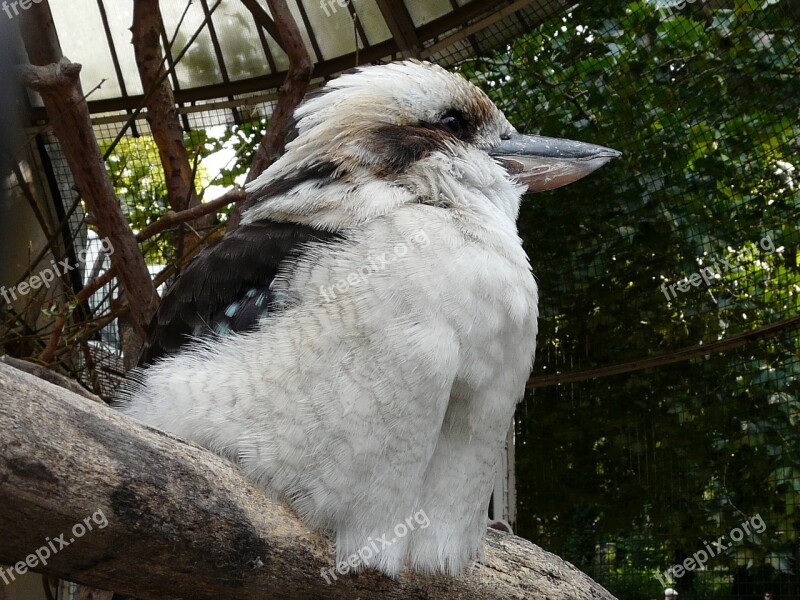 Hungary Budapest Zoo Laughing Jack Laughing Kookaburra