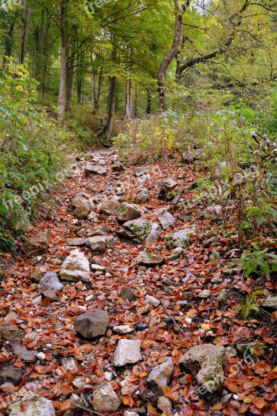 Trail Forest Autumn Excursion Mountain