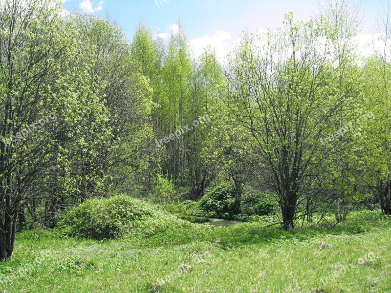 Spring Forest Blue Sky Sun Nature