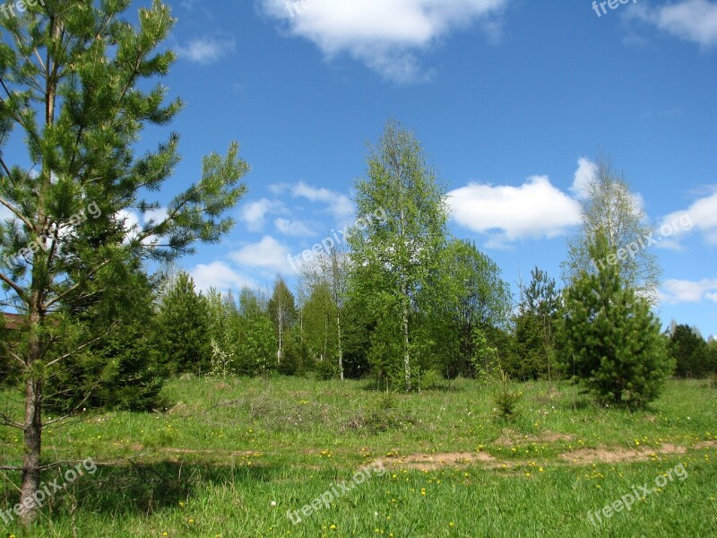 Summer Forest Blue Sky Sun Nature