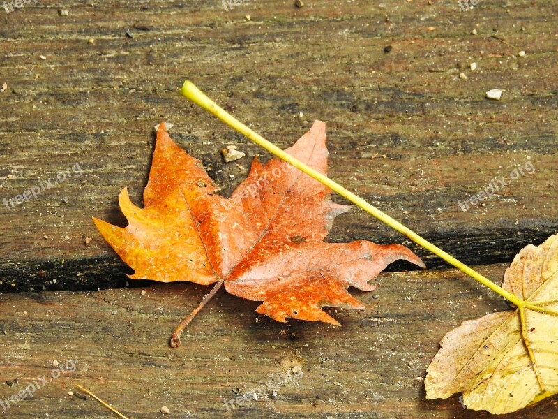 Autumn Leaf Leaves Fall Foliage Discoloration