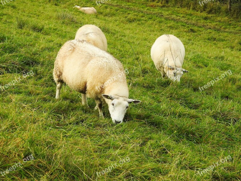 Sheep Meadow Livestock Deichschaf Flock