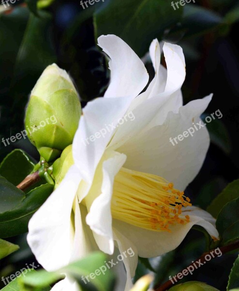 White Blossom Bloom Camellia Free Photos