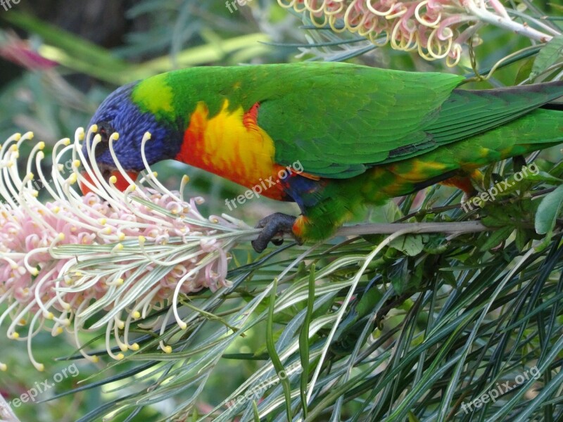 Rainbow Lorikeet Australia Free Photos