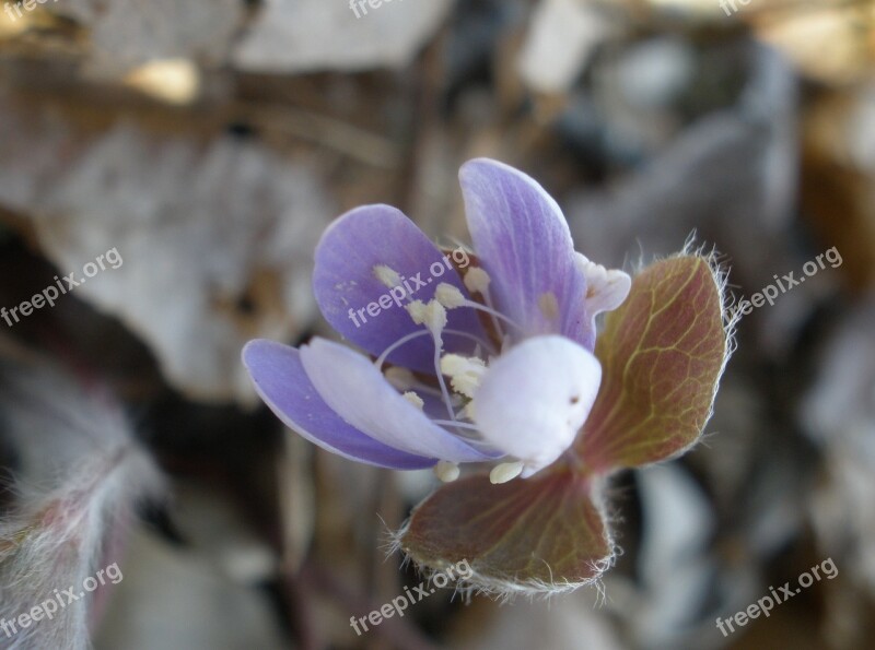 Plant Wildflower Hepatica Liverwort Free Photos