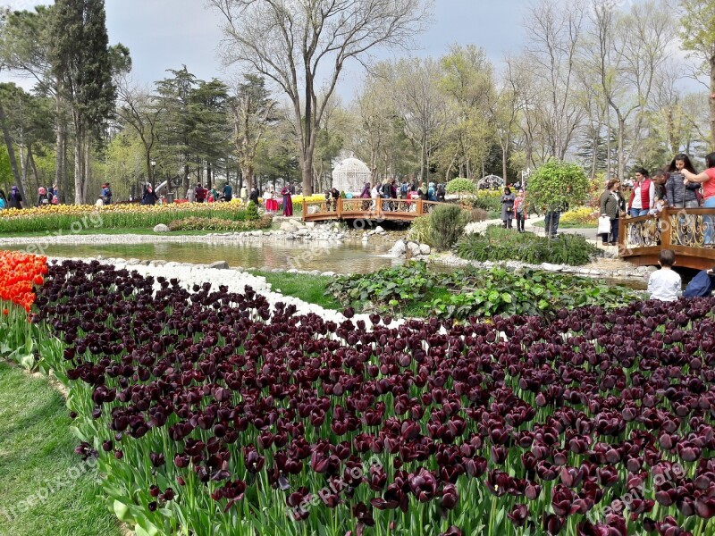 Emirgan Tulips Festival Istanbul Free Photos