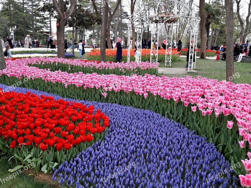 Emirgan Tulips Festival Istanbul Free Photos