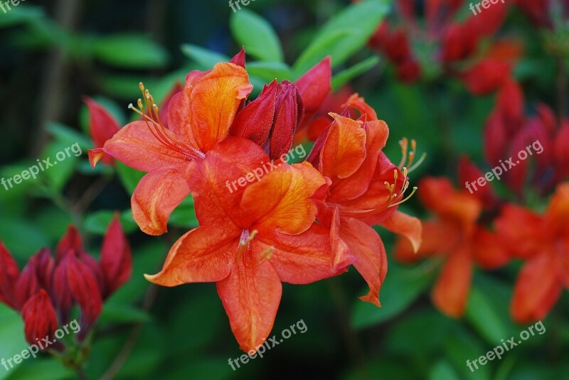 Plant Azalea Orange Red Blossom