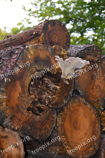 Log Mushroom Forest Tree Tribe