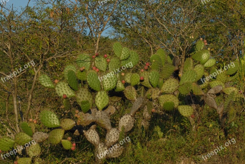 Cactus Tree Nature Mountain Gro