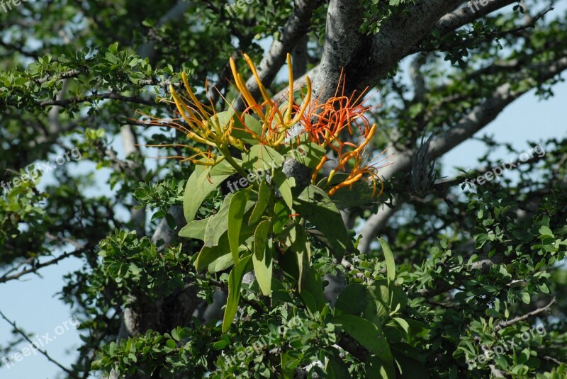 Flower Tree Nature Mountain Gro