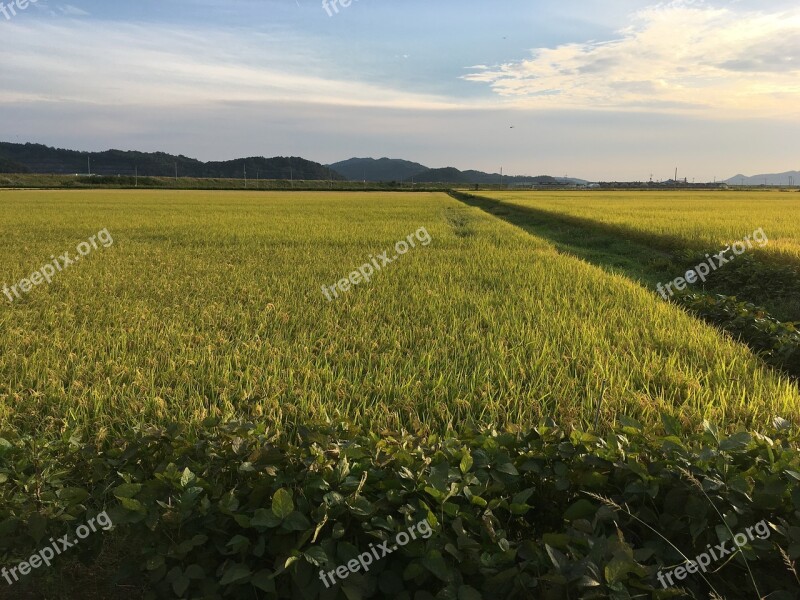 Rice Paddies Autumn In Autumn Ch Farming