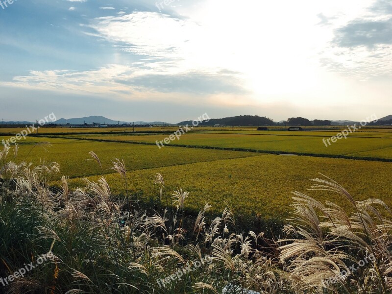 Autumn Sky In Autumn Reed Autumn Rice Paddies