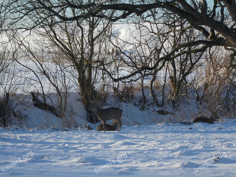 Nature Snow Animals Winter Roe Deer