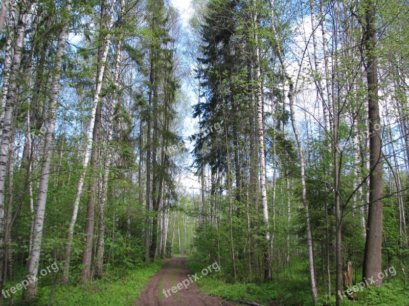 Spring Forest Blue Sky Sun Nature