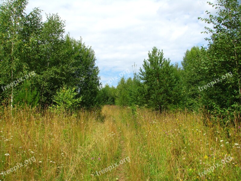 Summer Forest Blue Sky Sun Nature