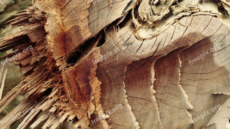 Chopped Cracked Log Wood Timber