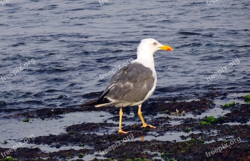 Gull Bird Seagull Heuglin's Gull Siberian Gull