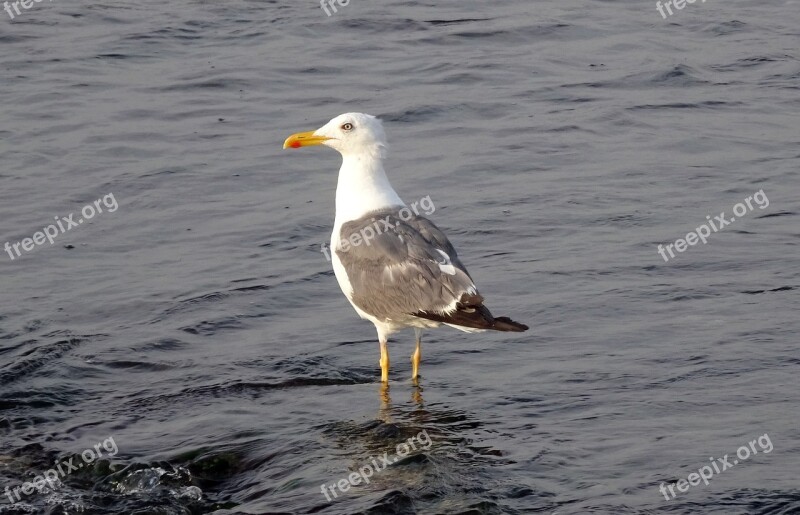 Gull Bird Seagull Heuglin's Gull Siberian Gull