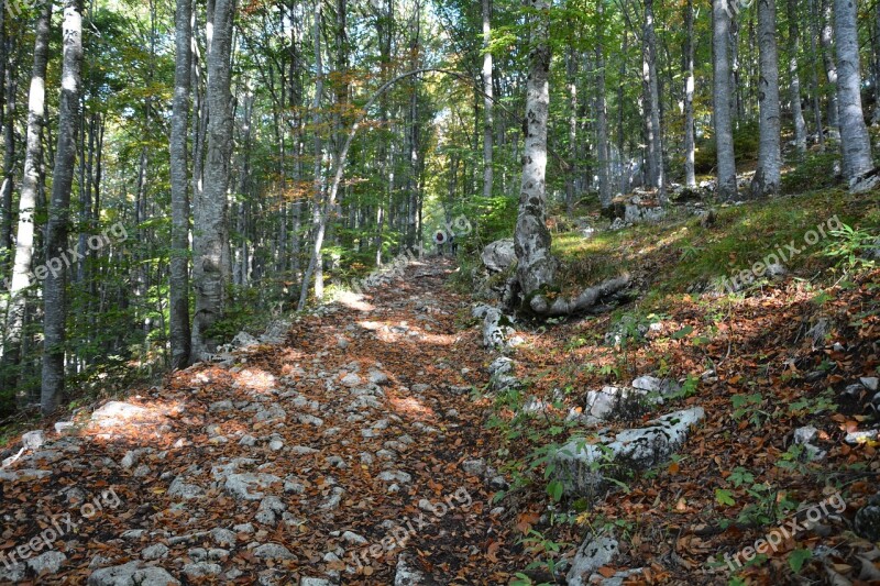 Excursion Forest Autumn Trail Mountain