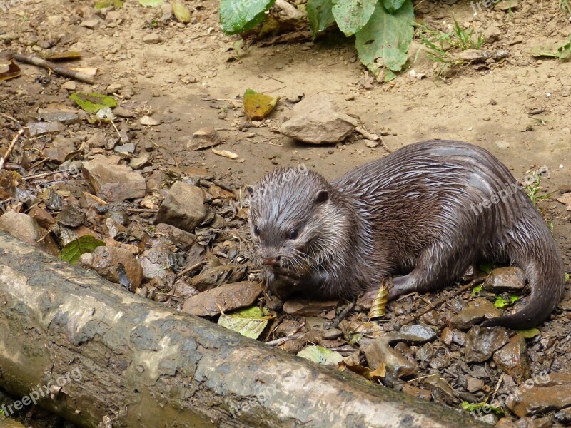 Otter Water Park Free Photos