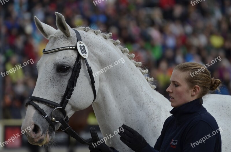 Main And State Stud Marbach Stallion Parade Warmblut Mold Horse To The Hand