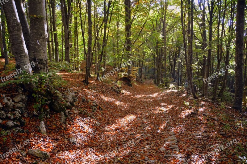 Excursion Forest Autumn Trail Mountain