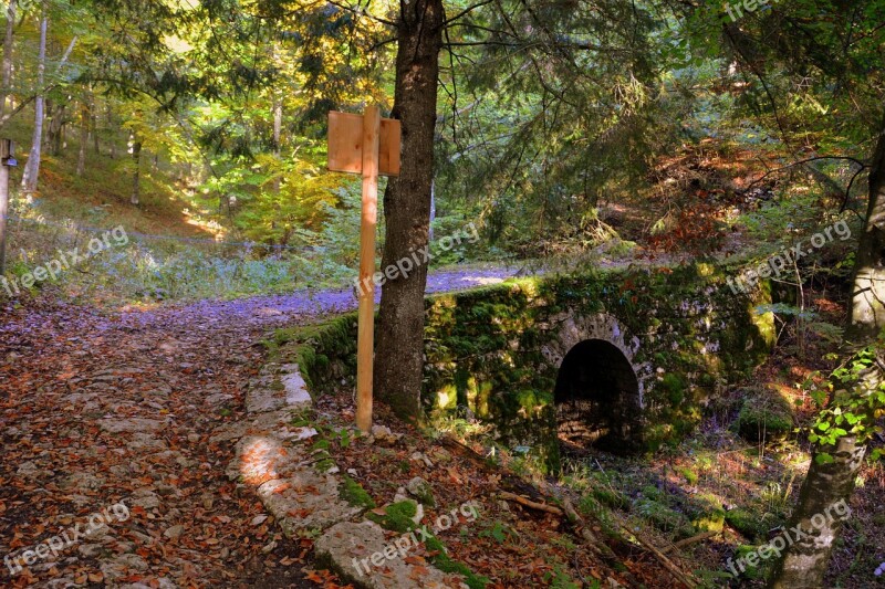 Bridge Excursion Forest Autumn Trail