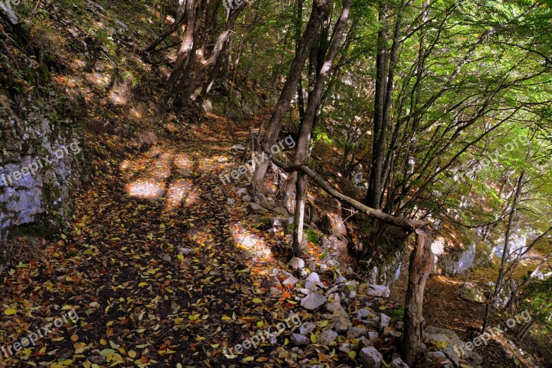 Excursion Forest Autumn Trail Mountain