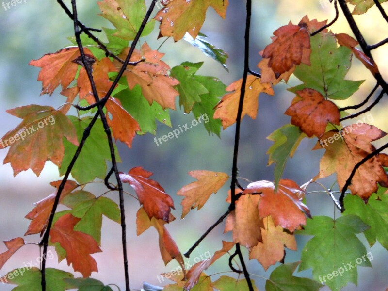 Fall Leaves Colors Nature Tree Leaf